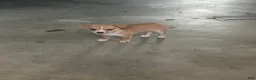 Chihuahua dogs for sale: Maria - Ad 2