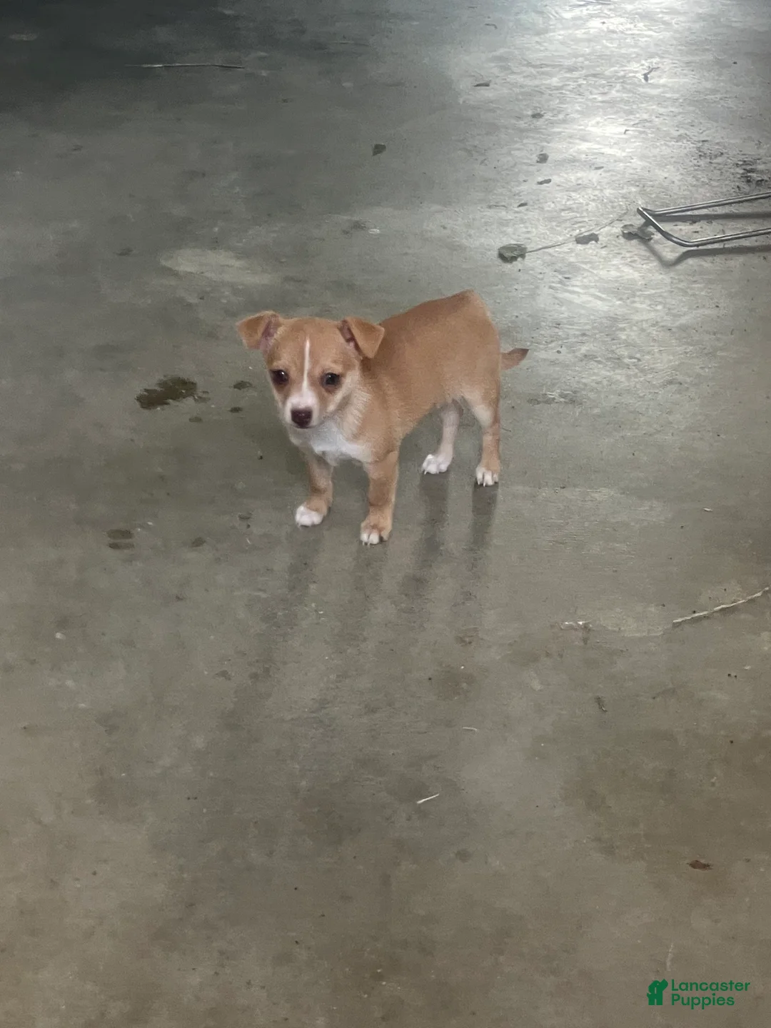 Chihuahua dogs for sale: Maria - Ad 2