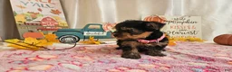 Yorkshire Terrier dogs for sale: Molly Faye - Ad 4