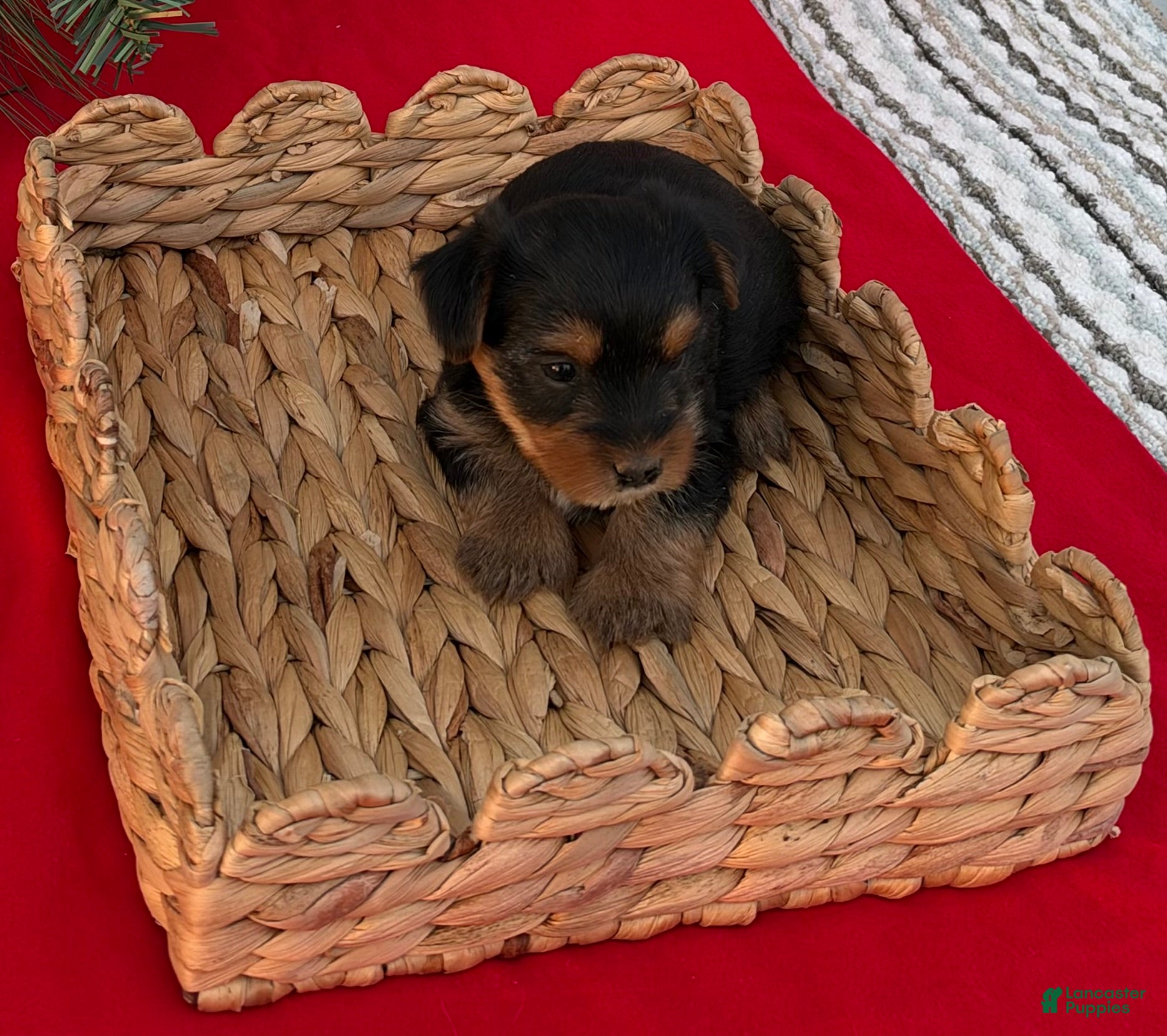Yorkshire Terrier dogs for sale: Yorkshire Terrier 7 - Ad 18