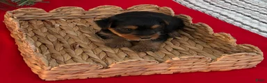 Yorkshire Terrier 7