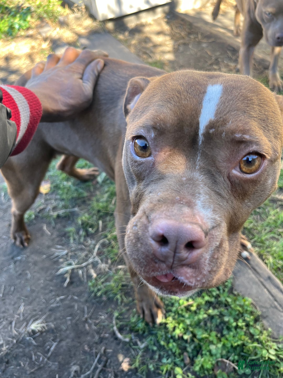 American Pit Bull Terrier dogs for sale: American Pit Bull Terrier Puppy 1 - Ad 1