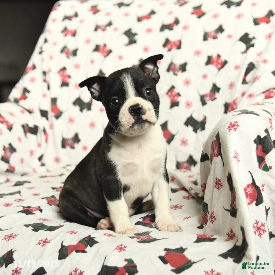 Boston Terrier dogs Jordan - Ad 33