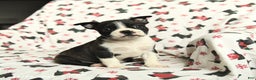 Boston Terrier dogs for sale: Jordan - Ad 1