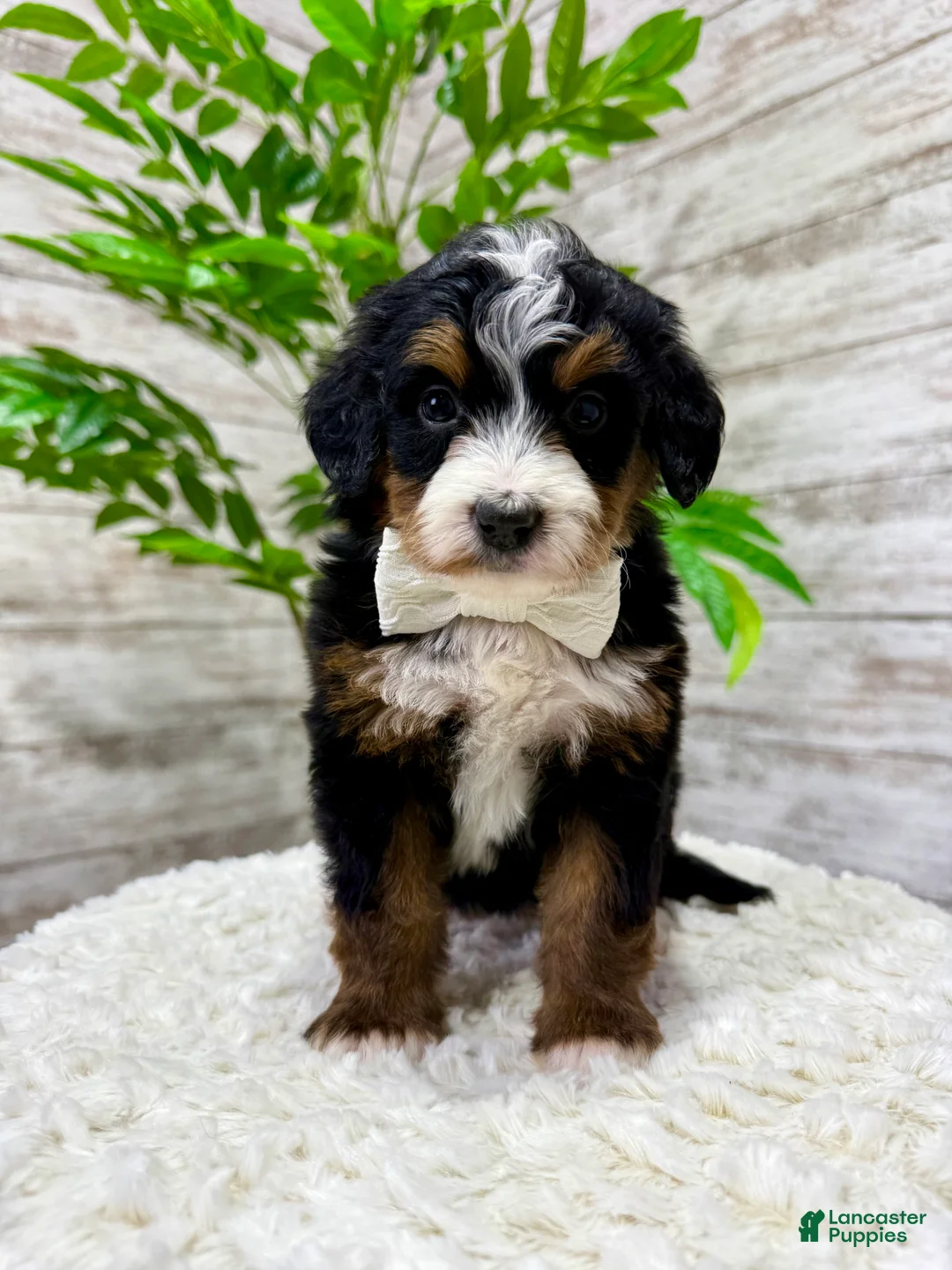 Mini Bernedoodle dogs for sale: 💖 Chloe - Ad 1