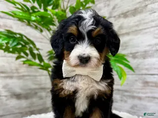 Mini Bernedoodle dogs 💖 Chloe - Ad 3