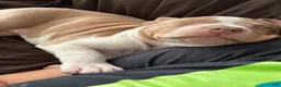 American Bully dogs for sale: Lolla - Ad 5