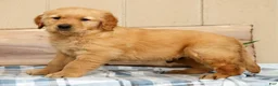 Golden Retriever dogs for sale: Ben - Ad 6