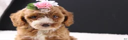 Mini Goldendoodle dogs for sale: Mini Goldendoodle 5 - Ad 3