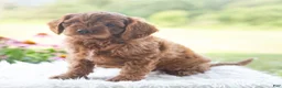 Cavapoo dogs for sale: Baylor  - Ad 4