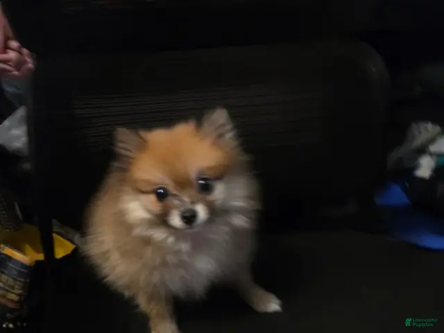 Pomeranian dogs for sale: Vera 1 - Ad 2
