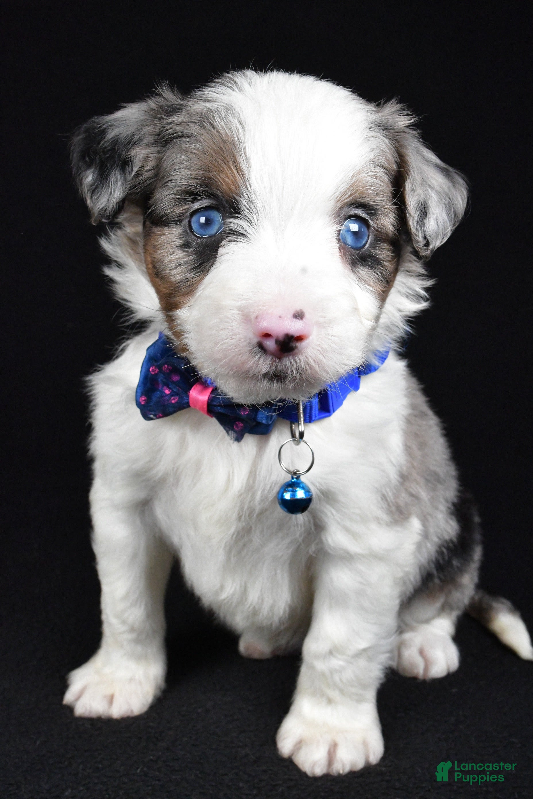 Mini Aussiedoodle dogs Sparky - Ad 2