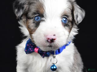 Mini Aussiedoodle dogs Sparky - Ad 19