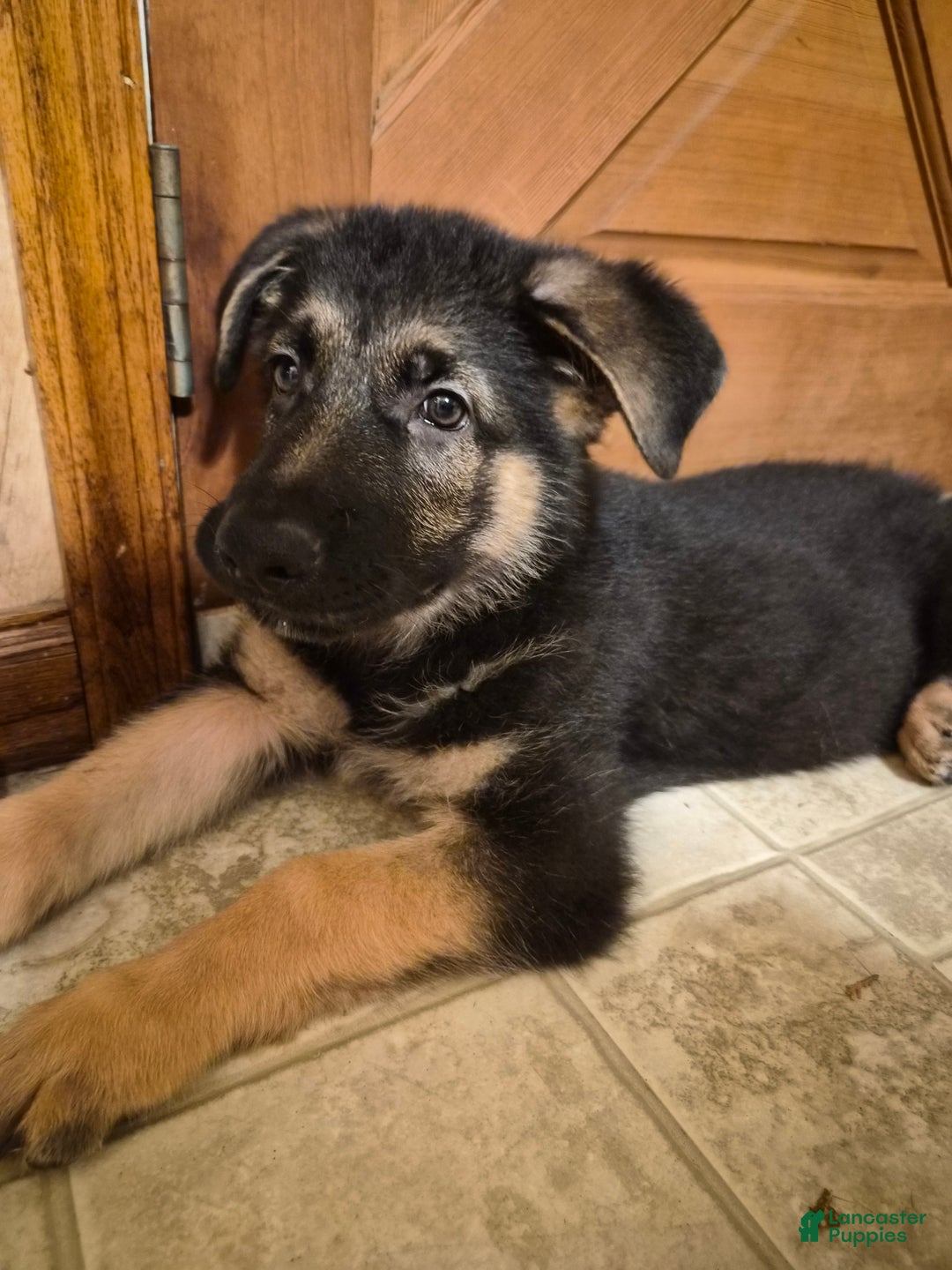 German Shepherd dogs for sale: German Shepherd Puppy 1 - Ad 9