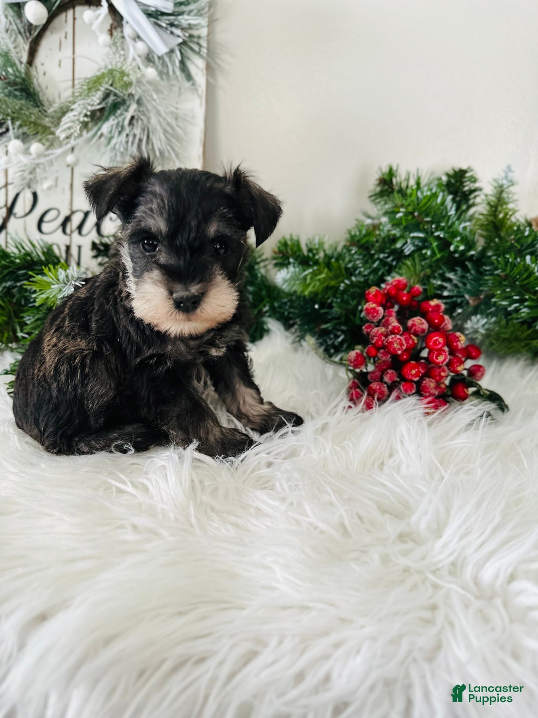 Miniature Schnauzer dogs for sale: Indy - Ad 7