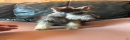 Miniature Schnauzer dogs for sale: Cora - Ad 2