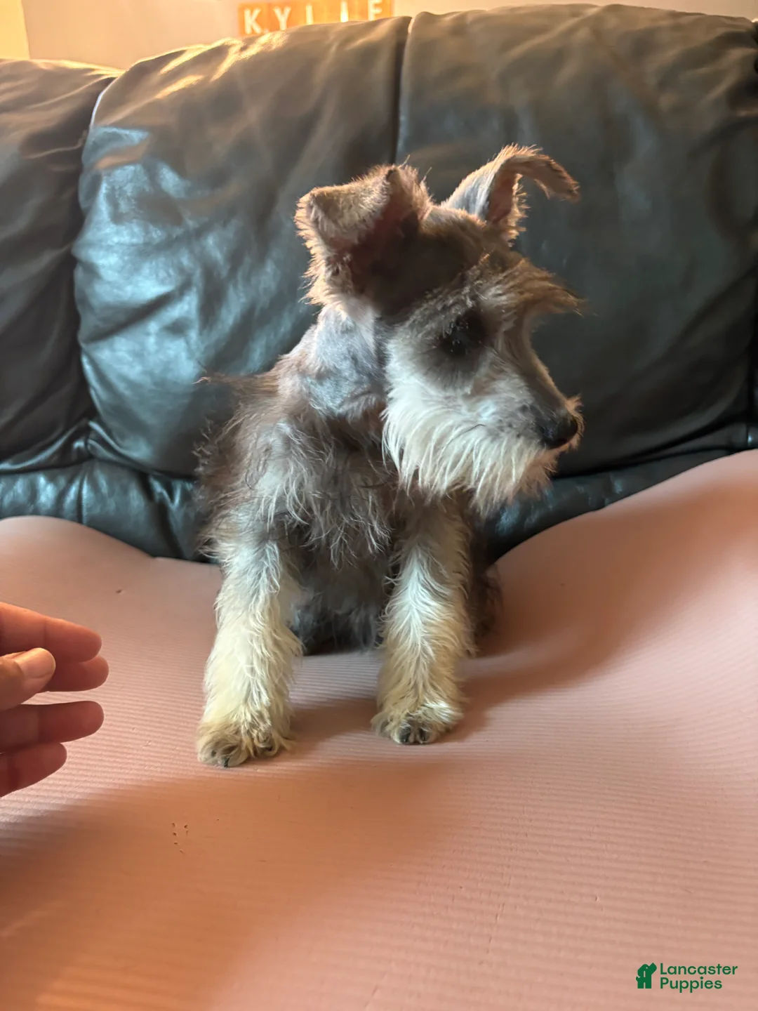 Miniature Schnauzer dogs for sale: Cora - Ad 2