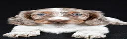 Miniature Dachshund dogs for sale: Kevin - Ad 2