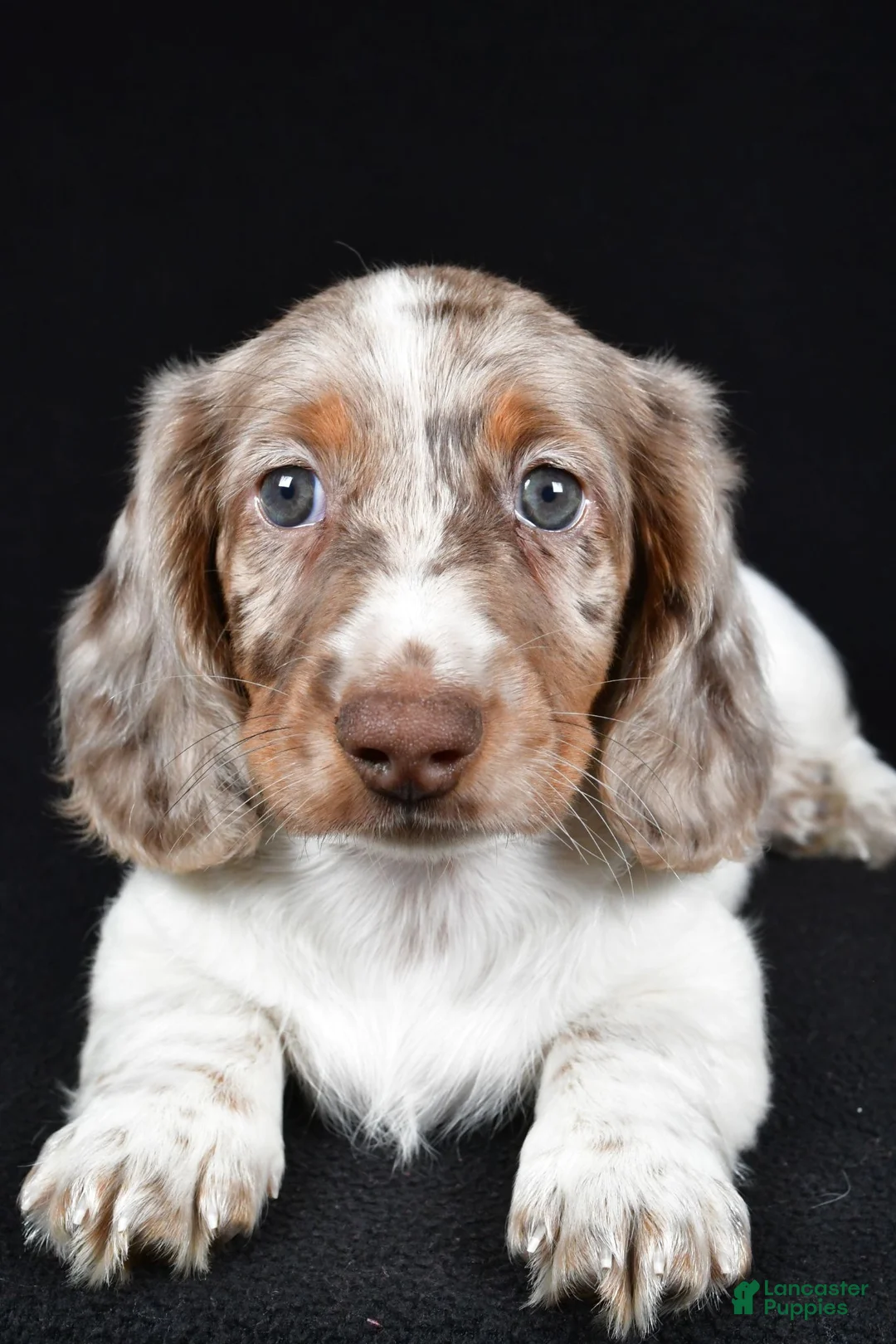 Miniature Dachshund dogs for sale: Kevin - Ad 2