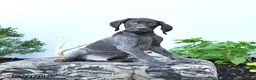 German Shorthaired Pointer dogs for sale: Marshall - Ad 4