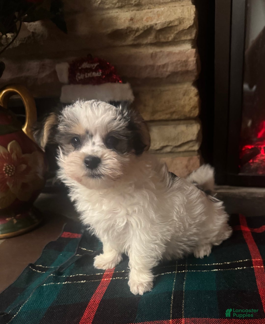 Morkie dogs for sale: Morkie Puppy 2 - Ad 4
