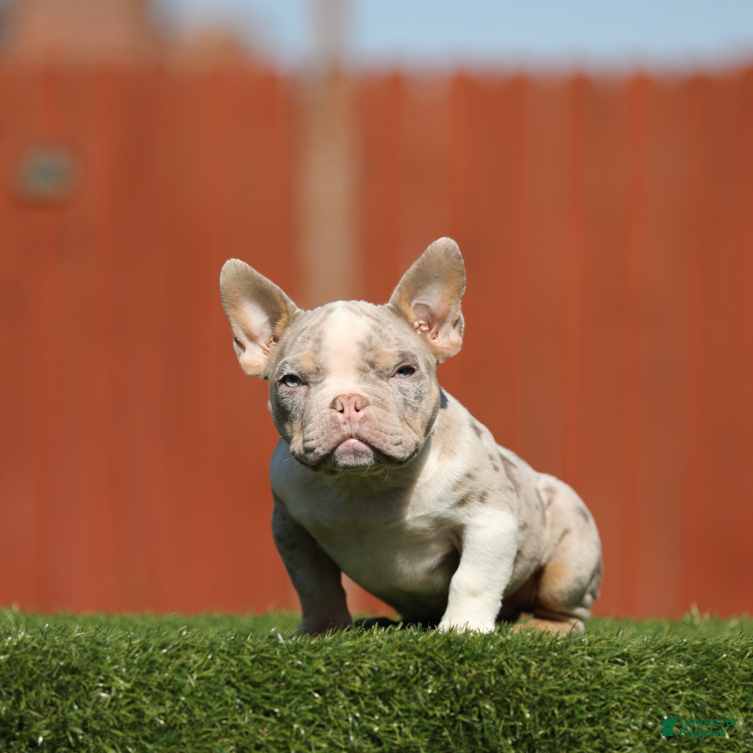 American Bully dogs American Bully Puppy 2 - Ad 13