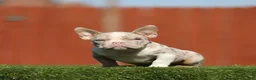 American Bully dogs for sale: American Bully Puppy 2 - Ad 1