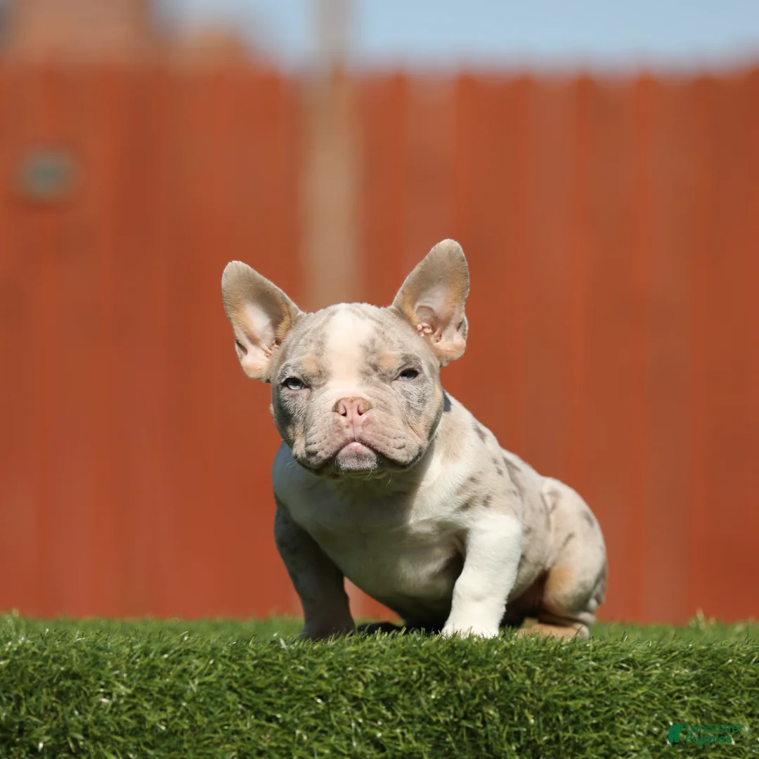 American Bully dogs for sale: American Bully Puppy 2 - Ad 1