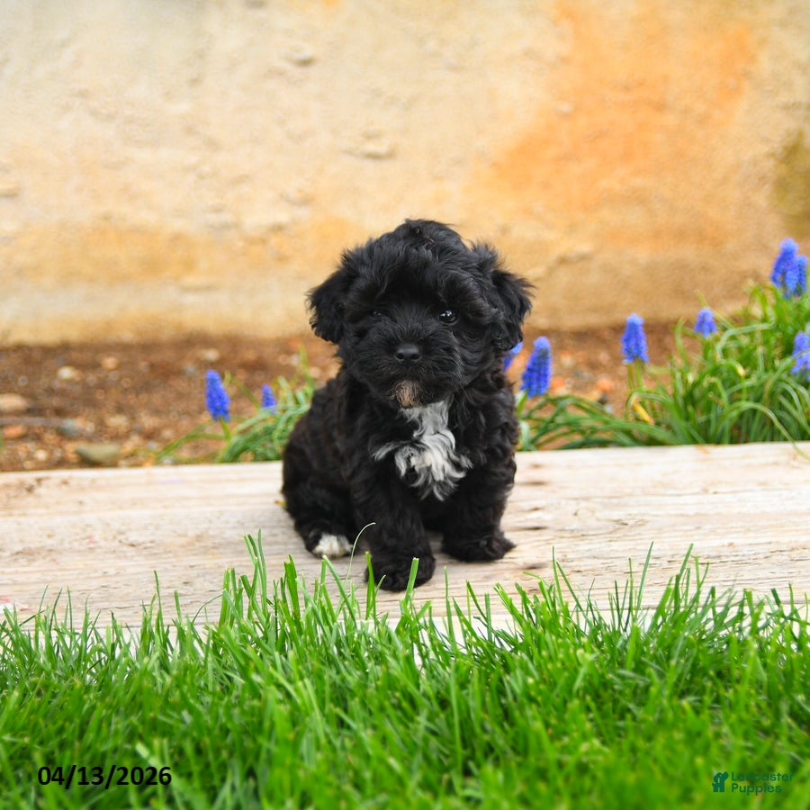 Havapoo dogs Jimmy - Ad 1