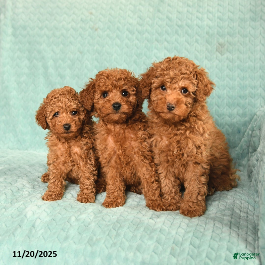Toy Poodle dogs for sale: Raine - Ad 5