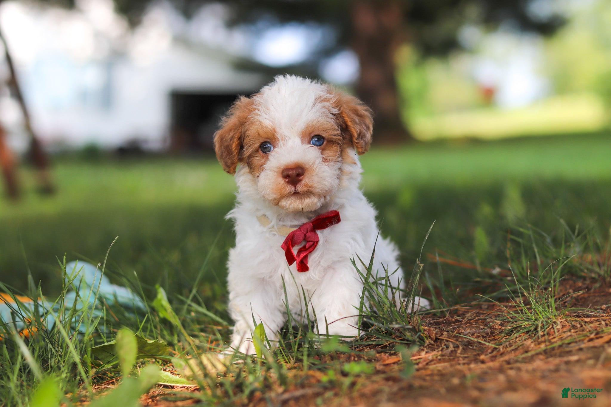 Yorkiepoo dogs Jackson - Ad 2