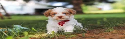 Yorkiepoo dogs for sale: Jackson - Ad 2