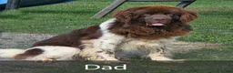 Newfoundland dogs for sale: Mason - Ad 8