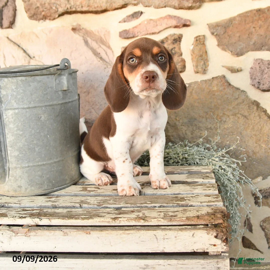 Beagle dogs for sale: Milo - Ad 1