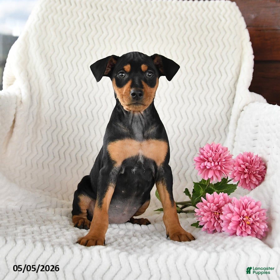 Miniature Pinscher dogs Trixie - Ad 2