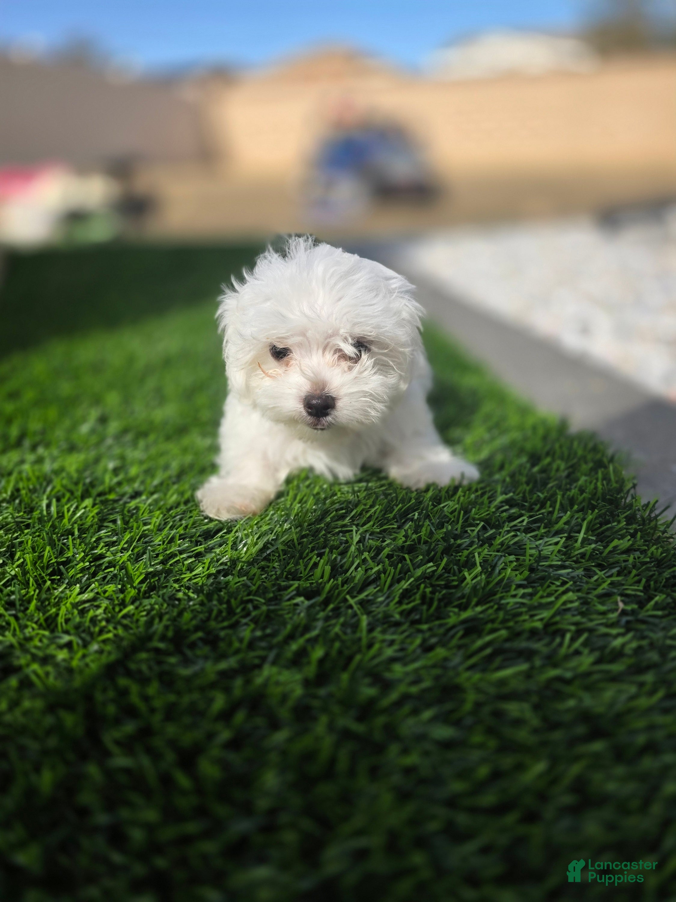 Maltese dogs Quinn - Ad 3