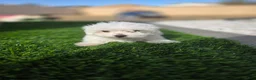 Maltese dogs for sale: Quinn - Ad 1