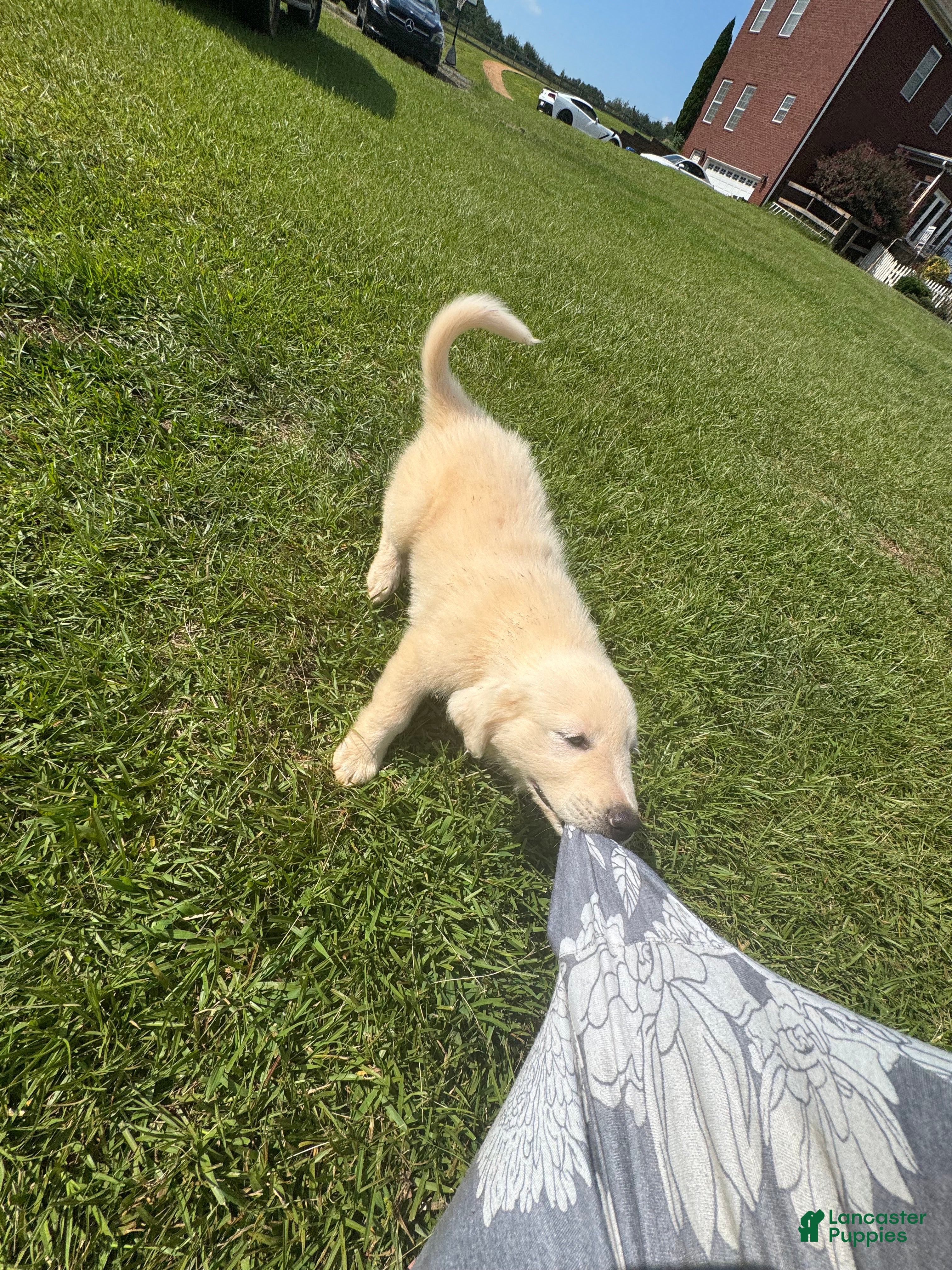 Great Pyrenees dogs Great Pyrenees 4 - Ad 23