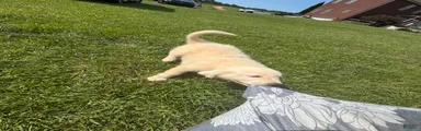 Great Pyrenees 4