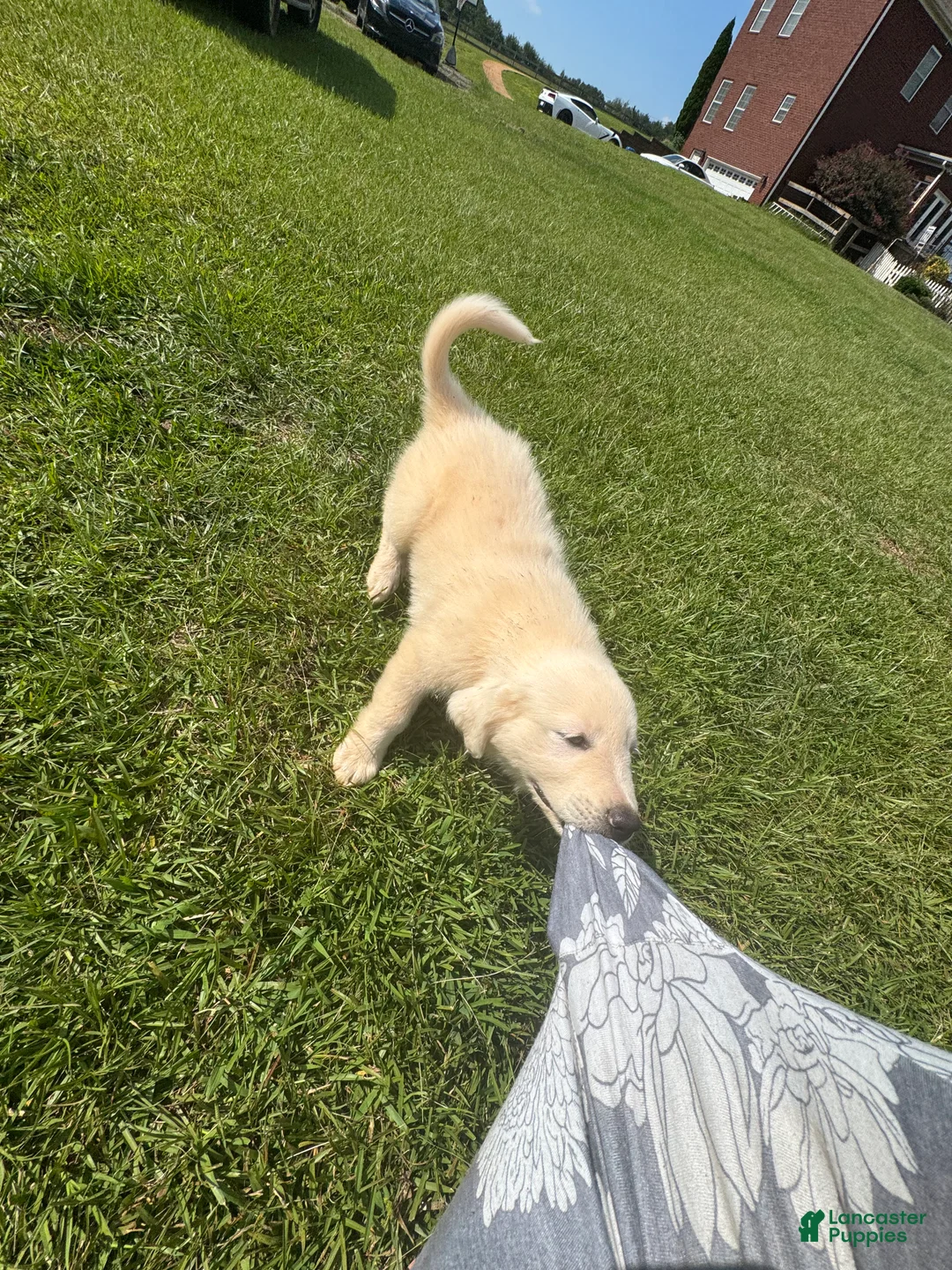 Great Pyrenees dogs for sale: Great Pyrenees 4 - Ad 1