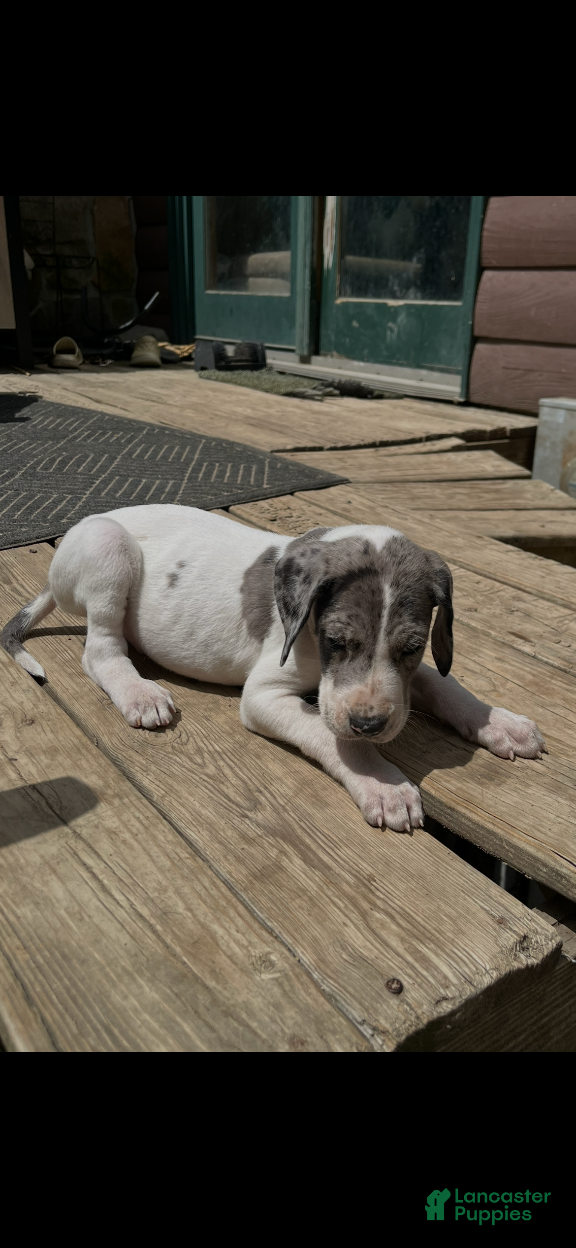 Great Dane dogs Quin - Ad 1