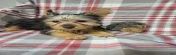 Silky Terrier dogs for sale: Sally - Ad 1