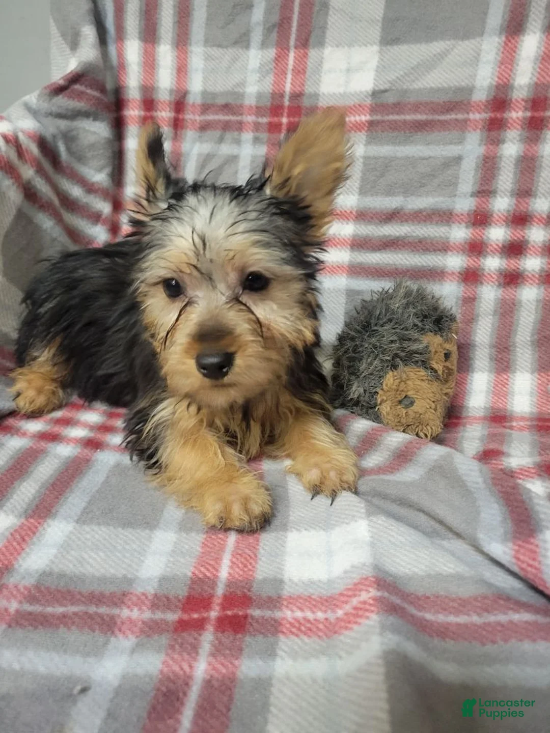 Silky Terrier dogs for sale: Sally - Ad 1