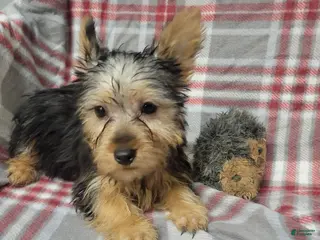 Silky Terrier dogs for sale: Sally - Ad 1