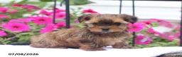 Shorkie dogs for sale: Mason - Ad 3