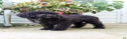 Cavapoo dogs for sale: Kenny - Ad 10