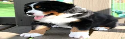 Bernese Mountain Dog dogs for sale: Zoe - Ad 3