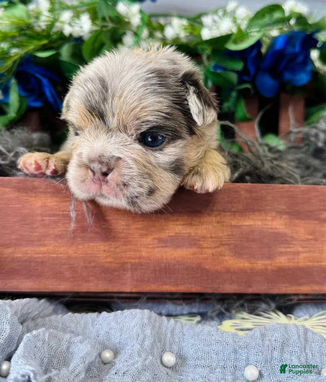 French Bulldog dogs for sale: Mr. Wiggles  - Ad 1