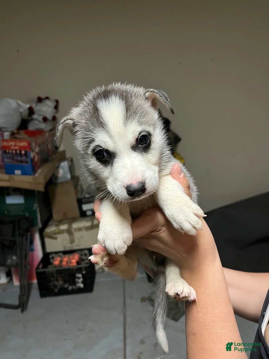Mixed Breed dogs for sale: Mixed Breed 1 - Ad 2