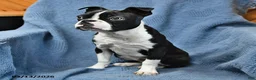 Boston Terrier dogs for sale: Jasper - Ad 3